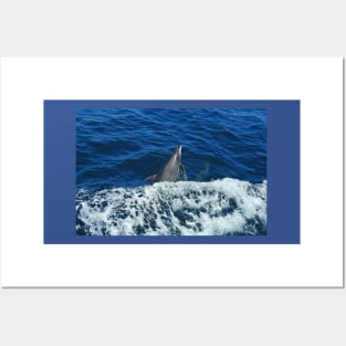 Marine Life, Dolphin, Pacific Ocean, marine life, wildlife, gifts Posters and Art